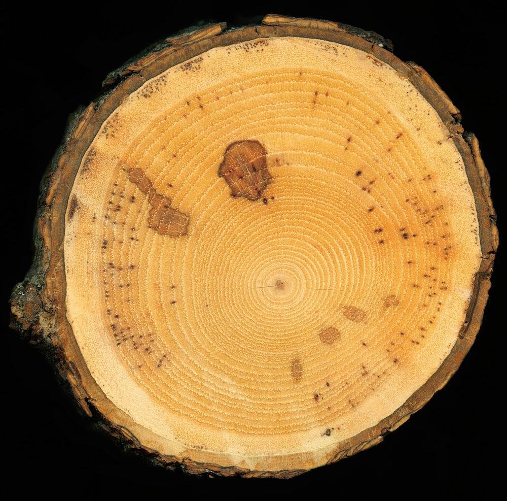 Maple Timber