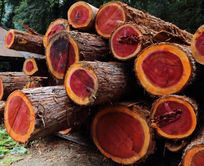 Alder Timber